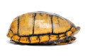 Kinosternon scorpioides cruentatum Nicaragua adult female